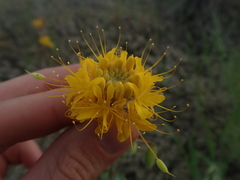 Cleomella platycarpa