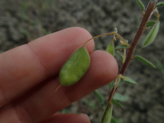 Cleomella platycarpa