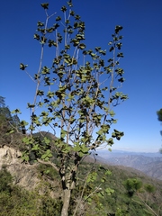 Quercus jonesii