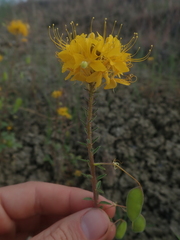 Cleomella platycarpa