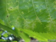 Pseudomicrostroma juglandis