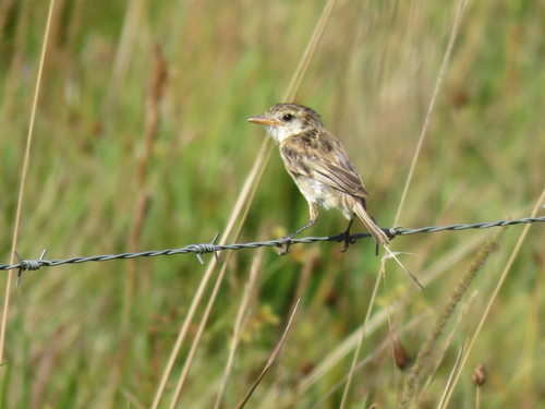 Yetapá Acollarado (Alectrurus risora)