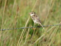 Alectrurus risora