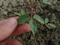 Cleomella platycarpa