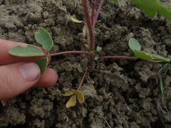 Cleomella platycarpa