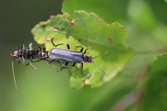 Cantharis obscura