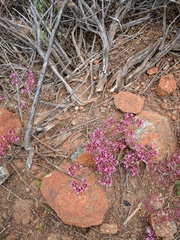 Chorizanthe fimbriata