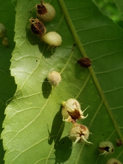 Phylloxera caryaegummosa