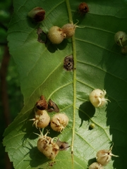 Phylloxera caryaegummosa