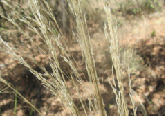 Muhlenbergia dubia