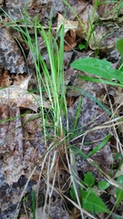 Carex pensylvanica