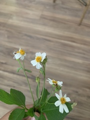 Bidens alba