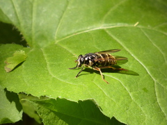Temnostoma excentrica