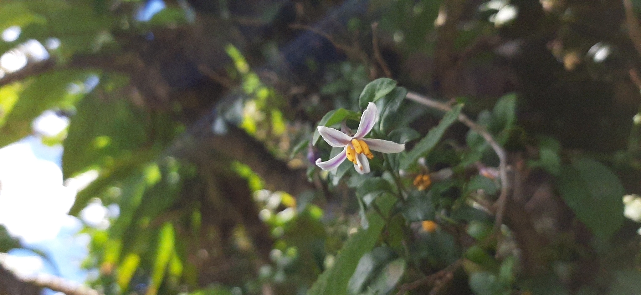 Solanum brevifolium image