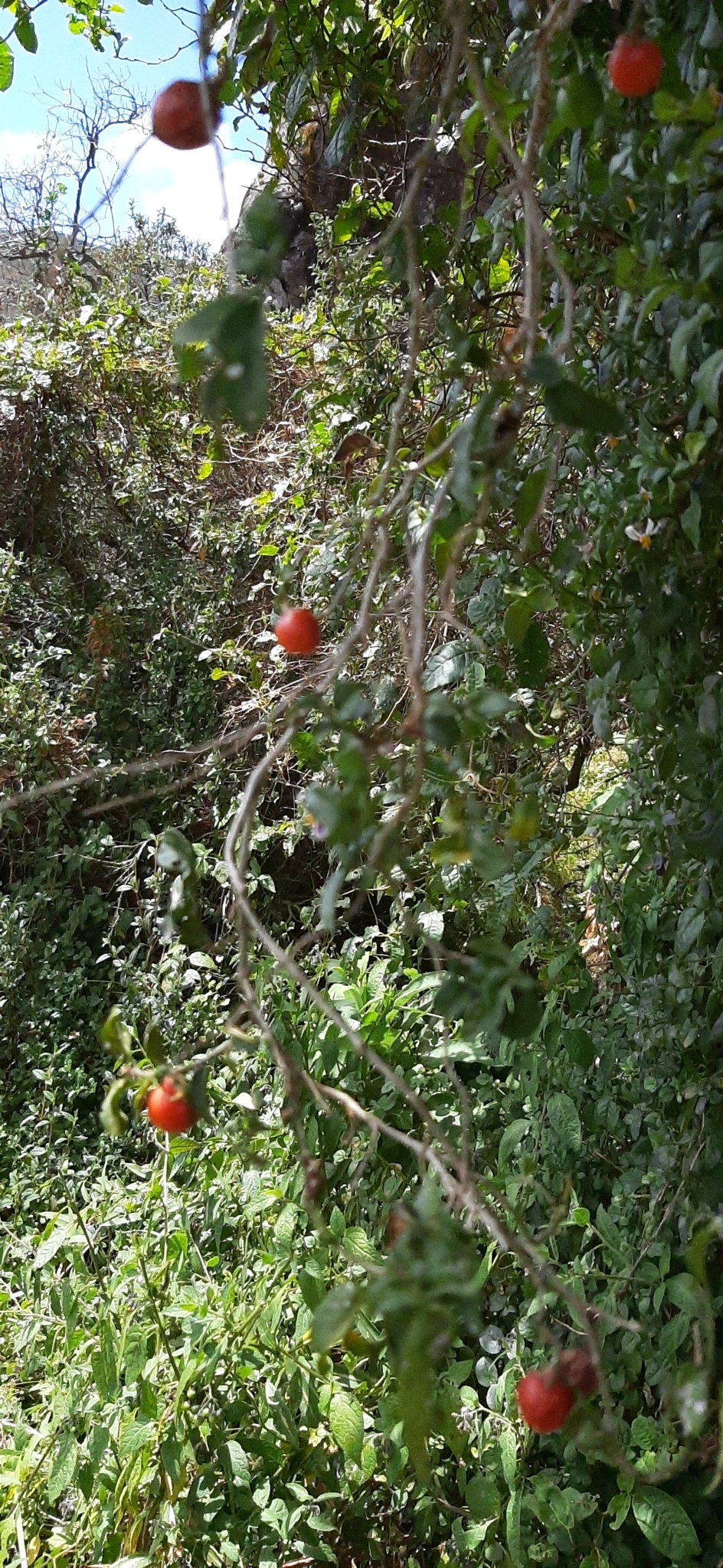Solanum brevifolium image