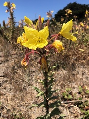 Oenothera elata hookeri