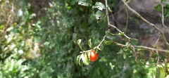 Solanum brevifolium