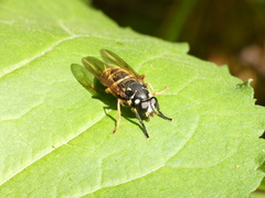 Temnostoma excentrica