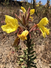 Oenothera elata hookeri