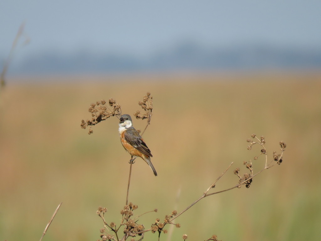 Marsh Seedeater