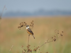 Sporophila palustris