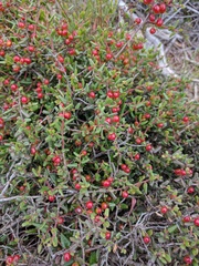 Rhamnus pilosa