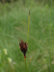 Schoenus nigricans