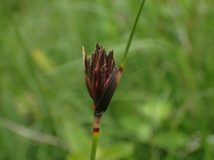 Schoenus nigricans