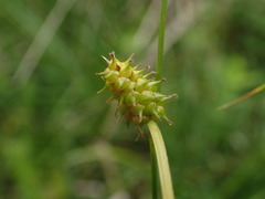 Carex lepidocarpa
