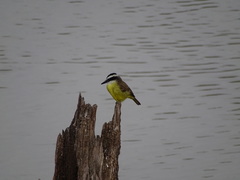 Pitangus sulphuratus