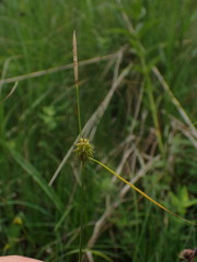 Carex lepidocarpa