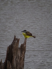 Pitangus sulphuratus