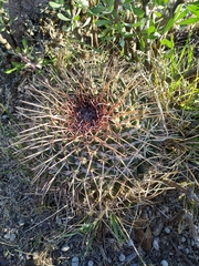 Mammillaria gigantea