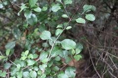 Coprosma arborea