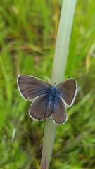 Icaricia icarioides fenderi