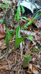 Clintonia borealis
