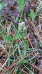 Antennaria neglecta