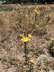 Oenothera elata hookeri