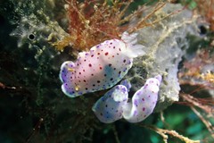 Goniobranchus thompsoni