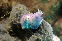 Goniobranchus thompsoni