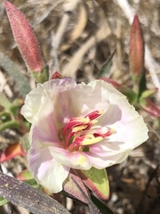 Clarkia rubicunda