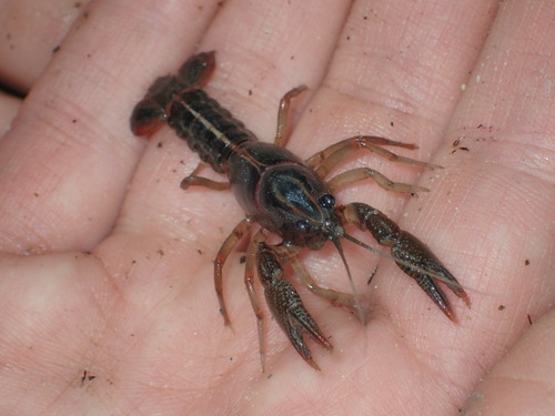 Lacunicambarus ludovicianus