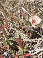 Clarkia rubicunda