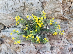 Perityle tenella