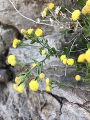 Perityle tenella