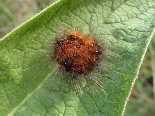 Arctia caja