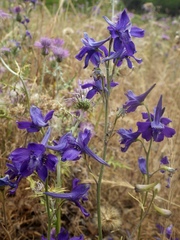 Delphinium pentagynum