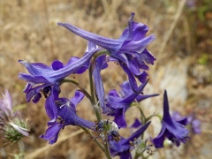 Delphinium pentagynum