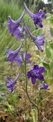 Delphinium pentagynum