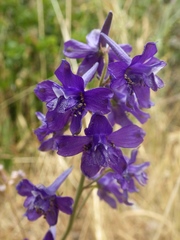 Delphinium pentagynum
